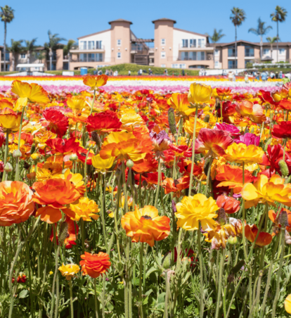 large field of flowers in carlsbad