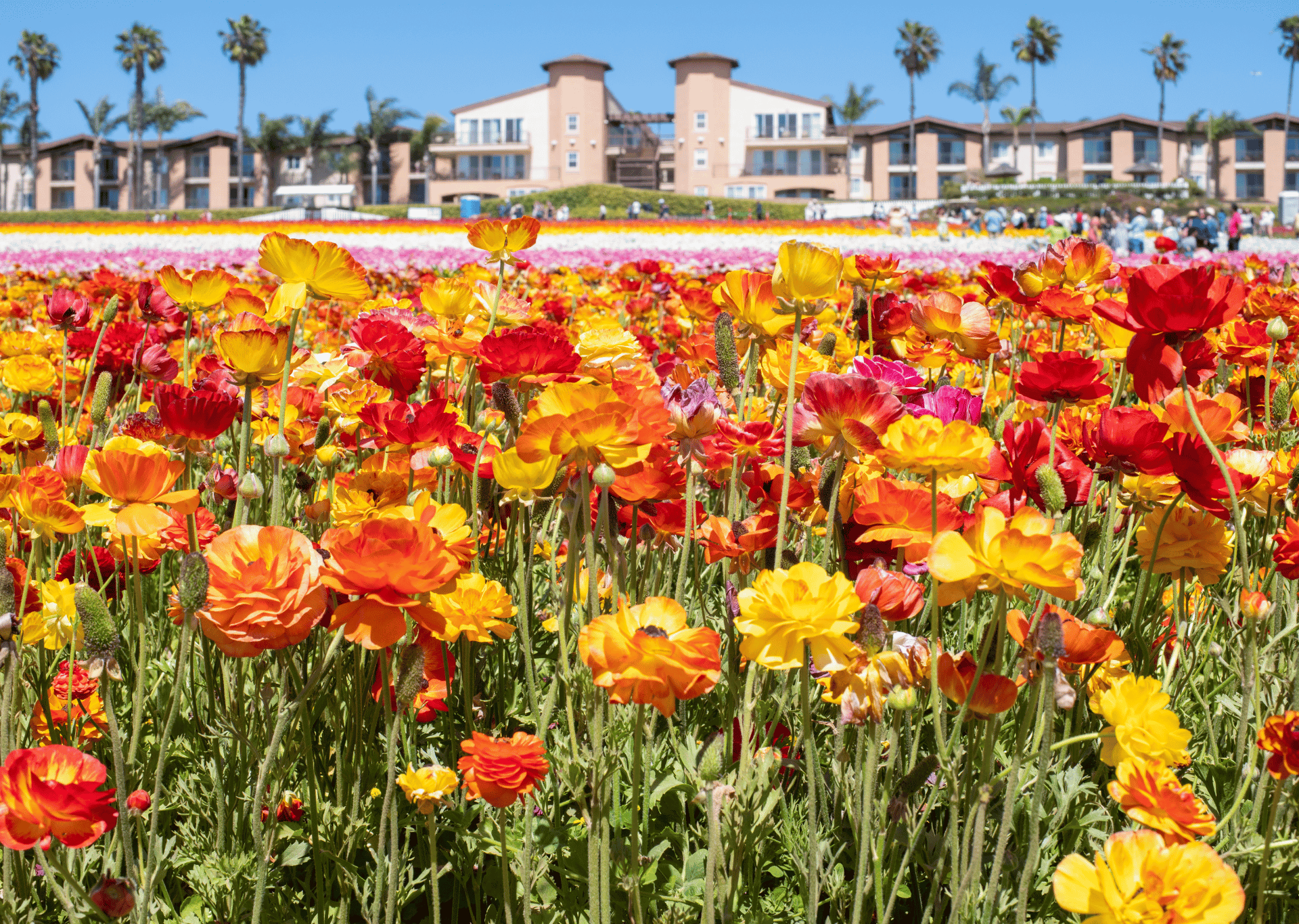 large field of flowers in carlsbad