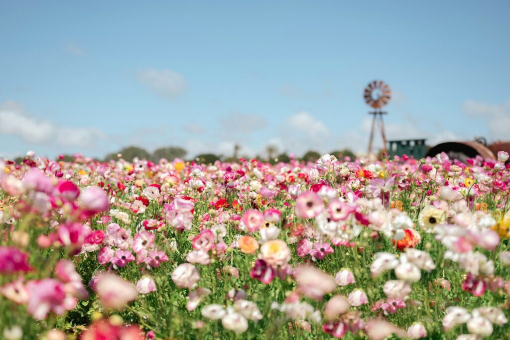 carlsbad flower fields