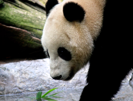 Close up on Panda Face