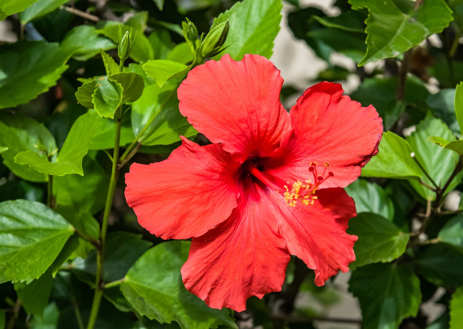 Closeup of a hibiscus flower