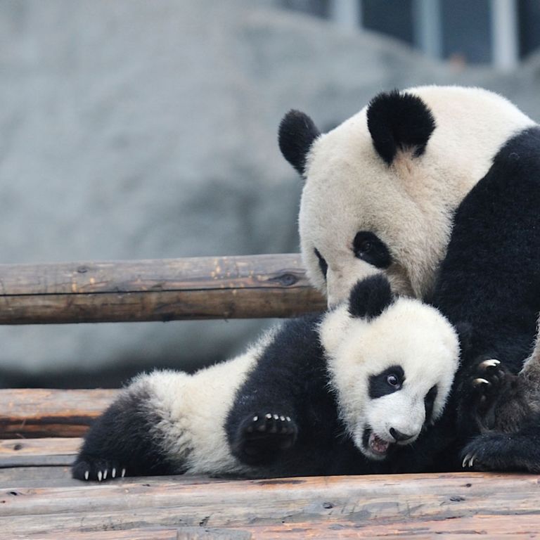 panda bears at the zoo