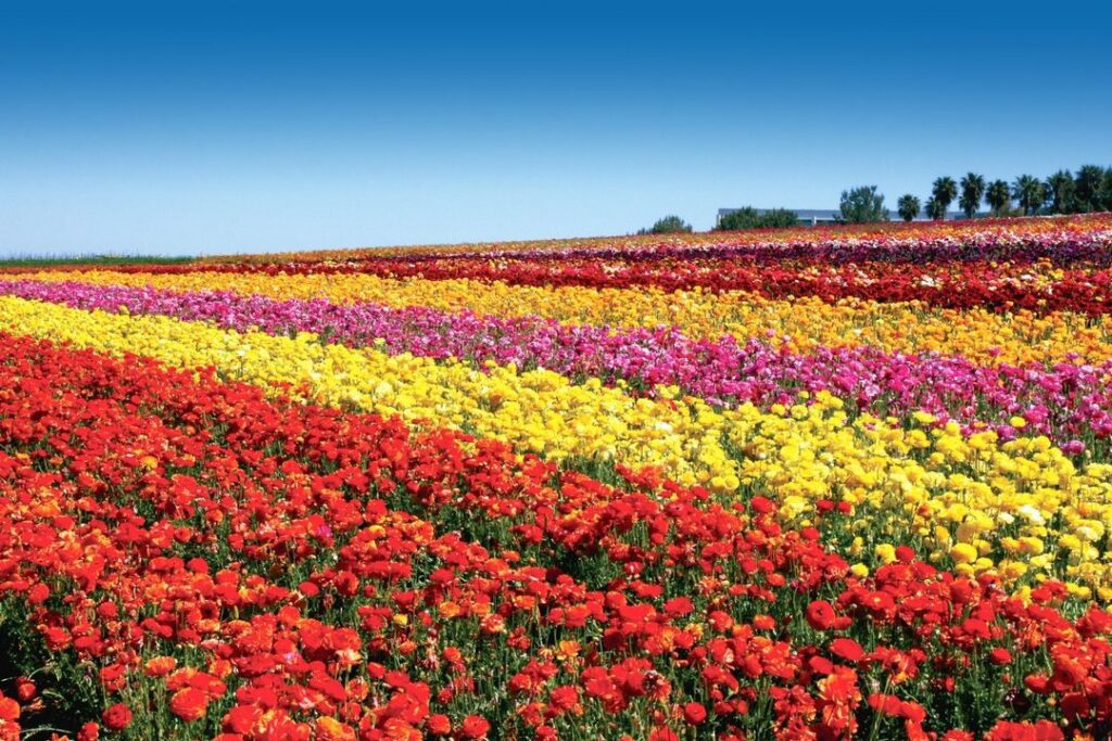 Carlsbad Flower Fields