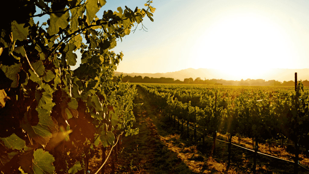 Vineyard at sunset