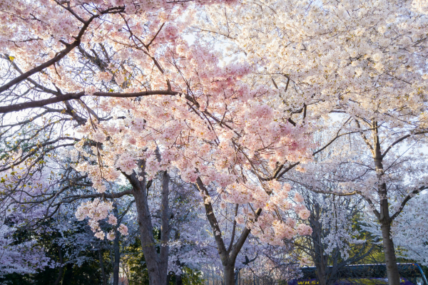 cherry blossom trees in bloom