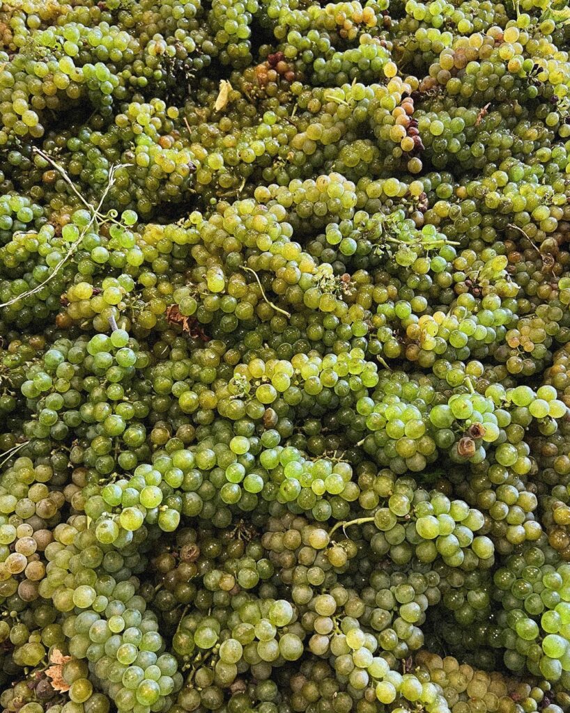 grapes for wine