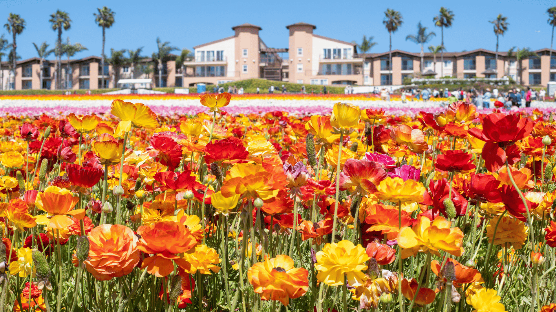 large field of flowers in carlsbad