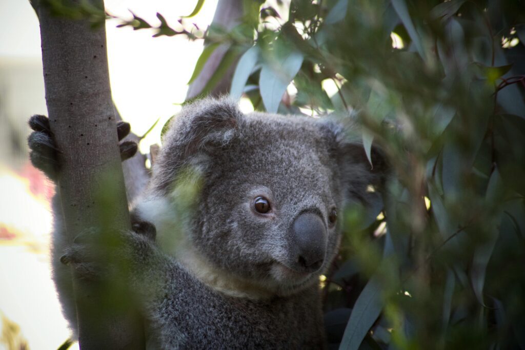 Koala