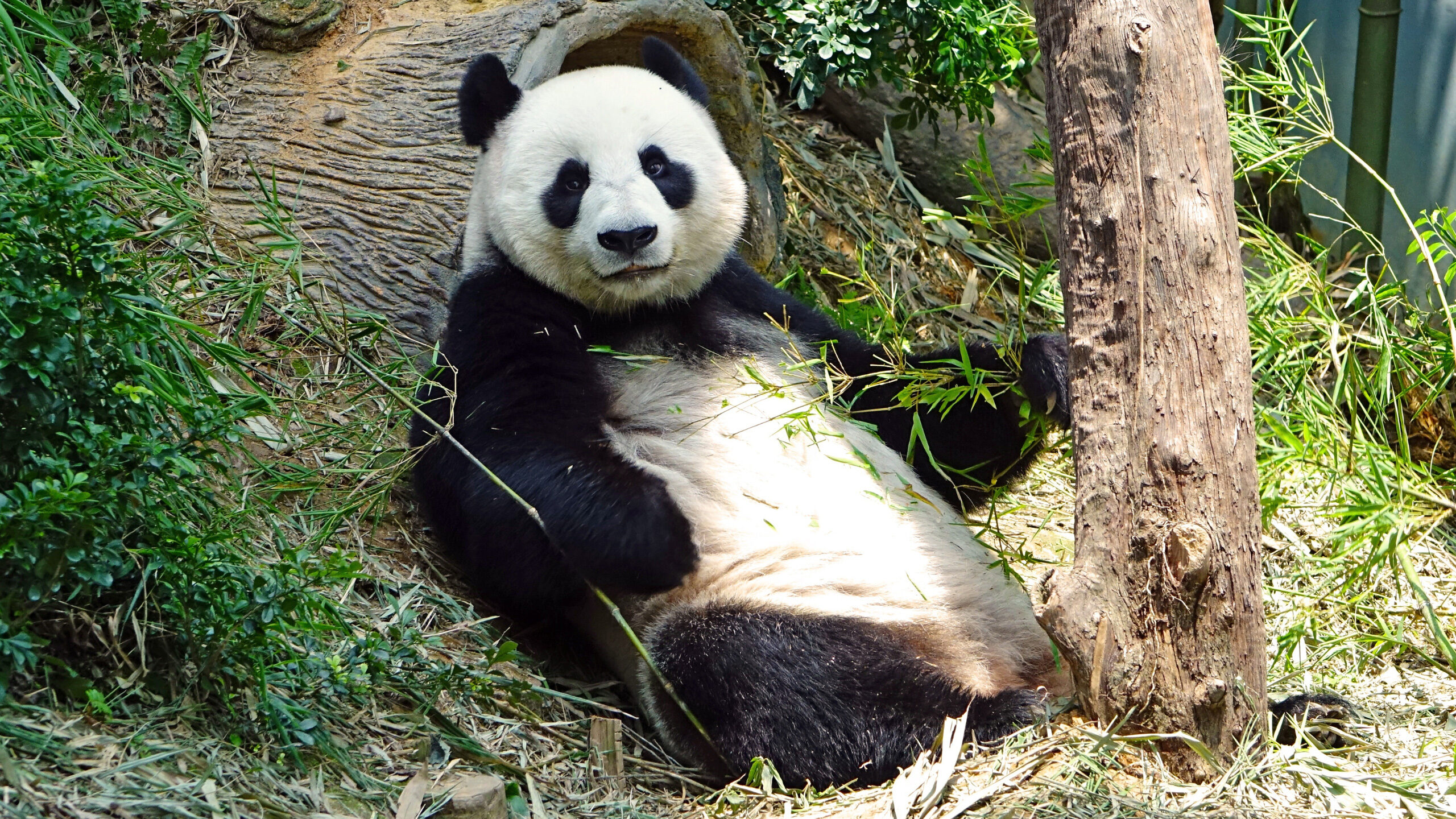 a panda bear